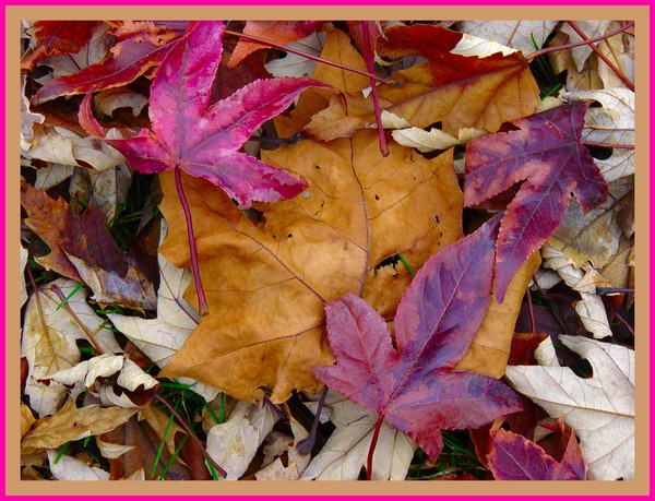 Leaves Remaining