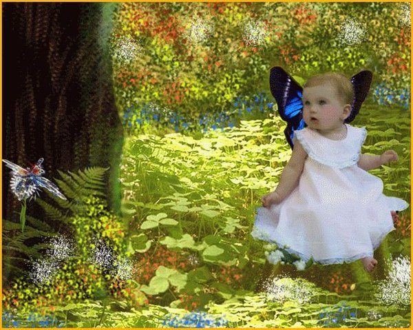 Glass Butterfly