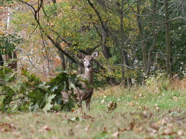 Deer 2