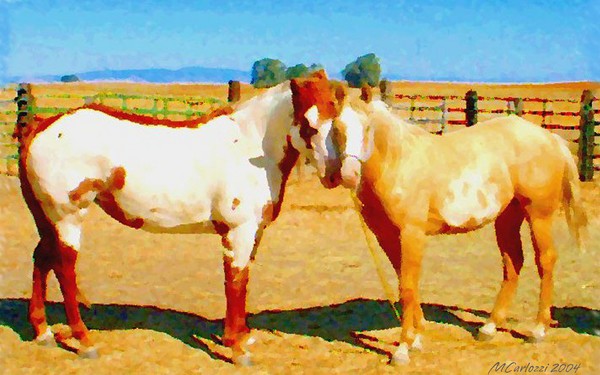 Corral Pals