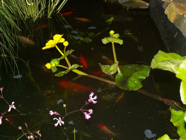 Pondlife