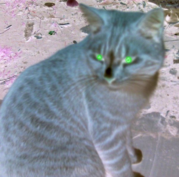 evil pussy cat