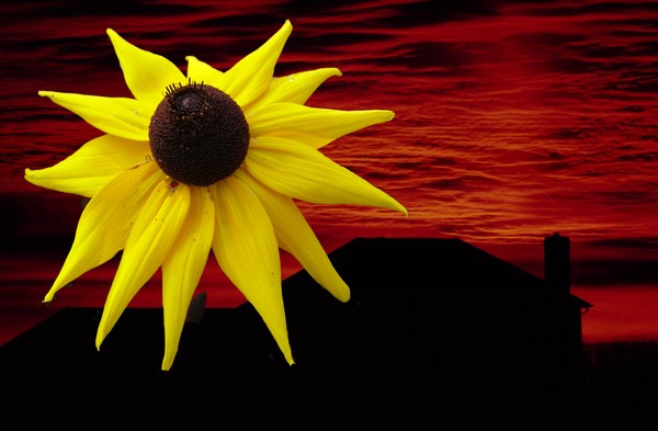 yellow flower  on  red  suburban sunrise  merge