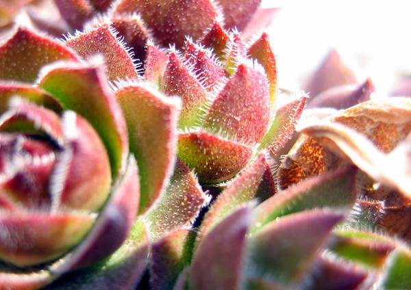 Succulent Rosette
