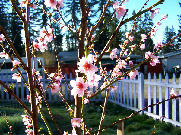 Blossoms