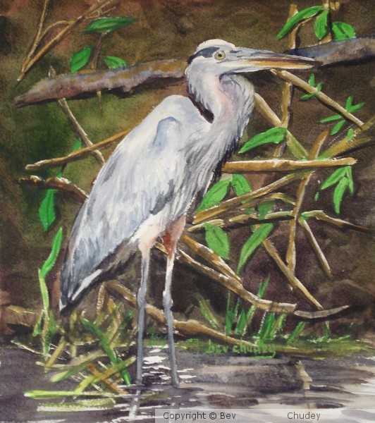 Great Blue Heron