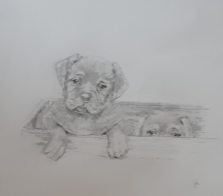 Puppies