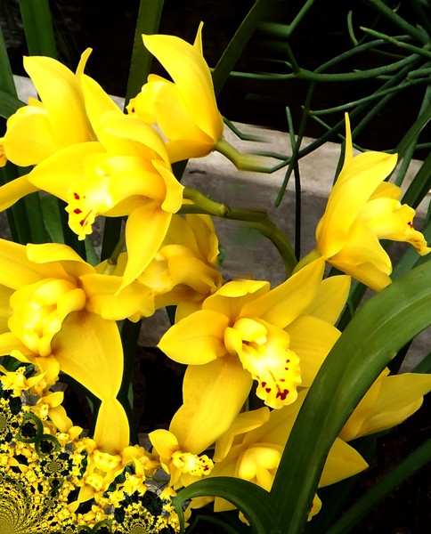 Focus On The Yellow Flowers (One)