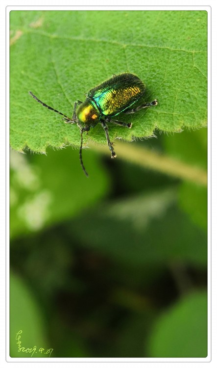 Gold Insect