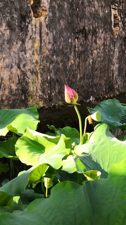 Lotus