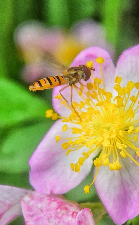 vibrating wings
