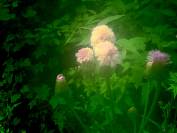 flower soul 