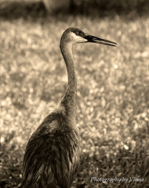 Sandhill Crane