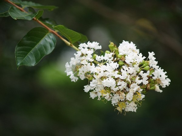 Unidentified Beauty