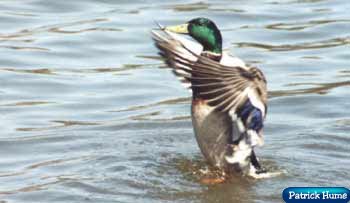 Flap