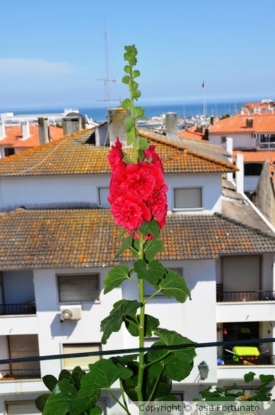Cascais, today