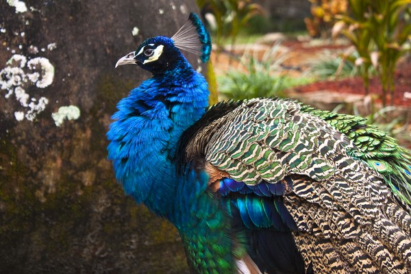 Peacock, St. Augustine