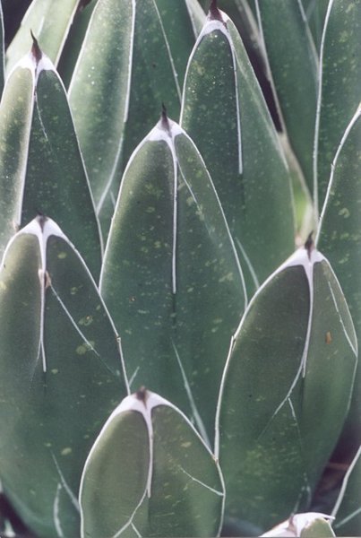 Agave