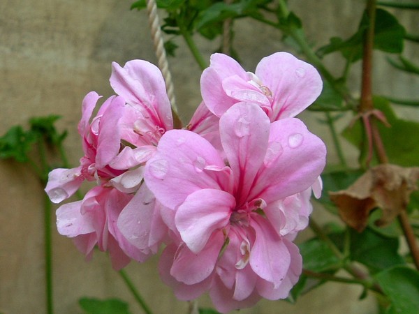 Morning dew on pink flowers