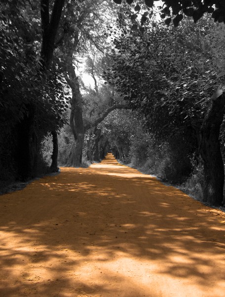 The Abandoned Path