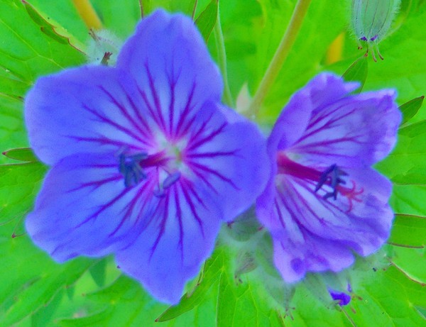 Purple Flowers