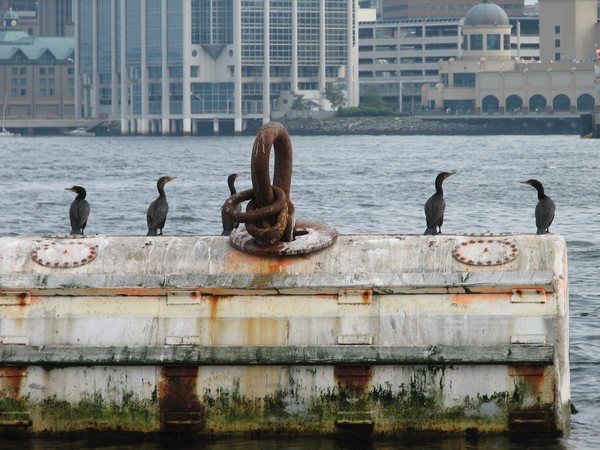 Great Cormorants at the 'bar'