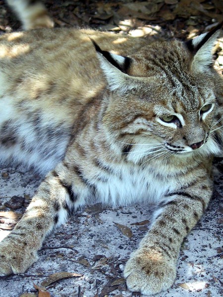 Northern Bobcat - Photo