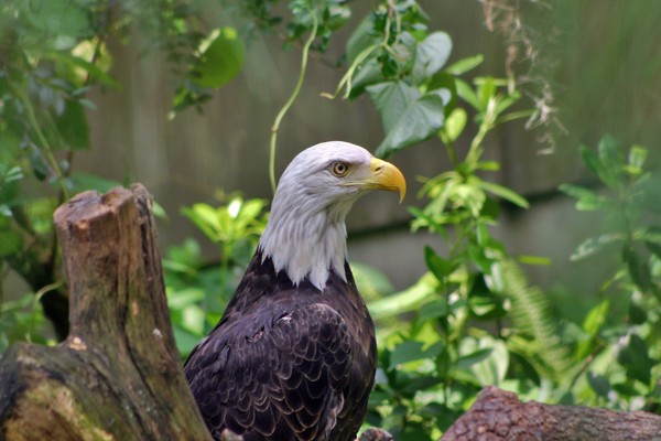 Eagle Eye