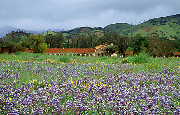 Mission San Antonio During Peak Blooms