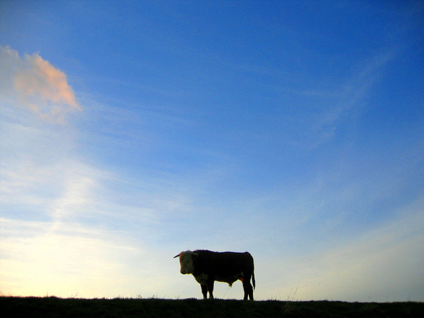 my favourite on the dike