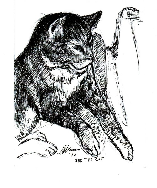 Bud The Cat