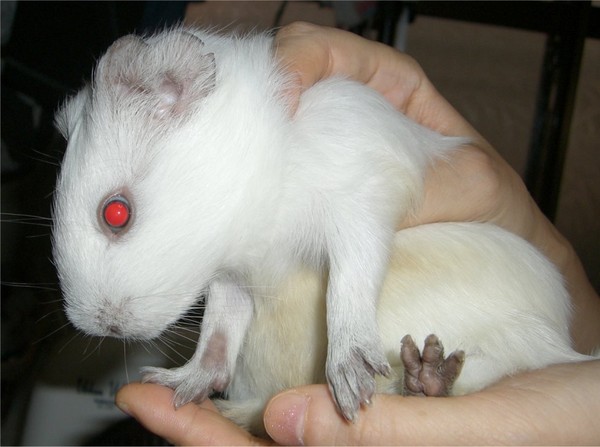 guinea pig