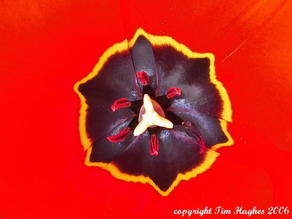 'Abstract Tulips'
