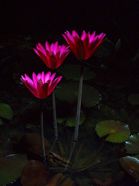 Red Cup waterlily