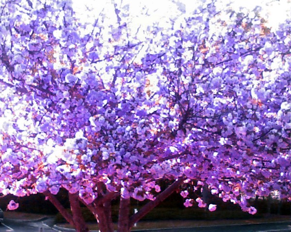 blossom