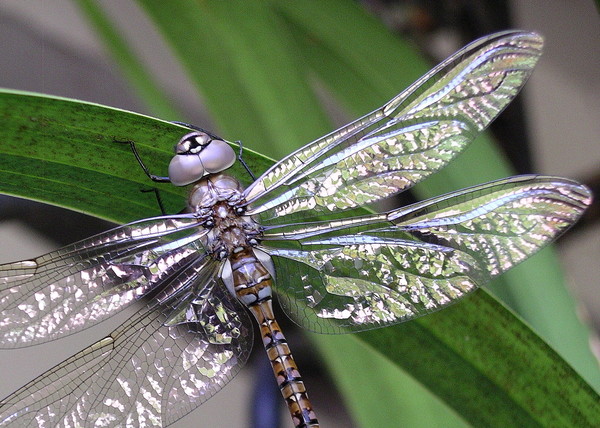 Shimmering dragonfly