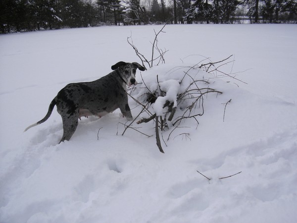 Lookin For A Wabbit