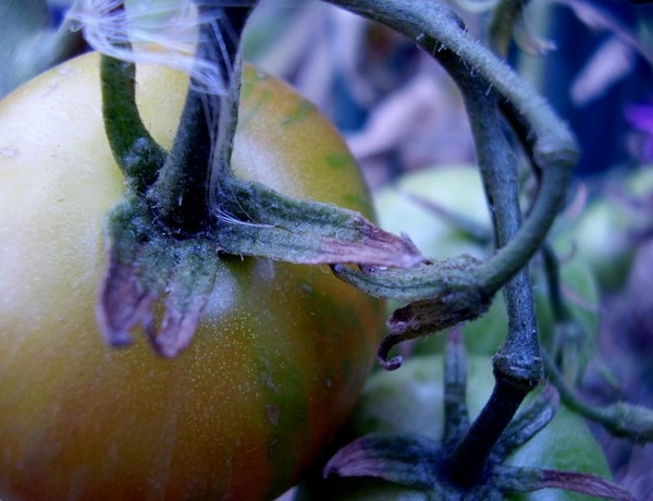 Crazy tomato