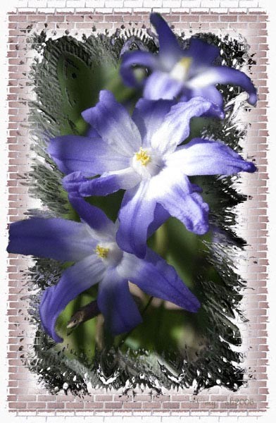 Blue Star