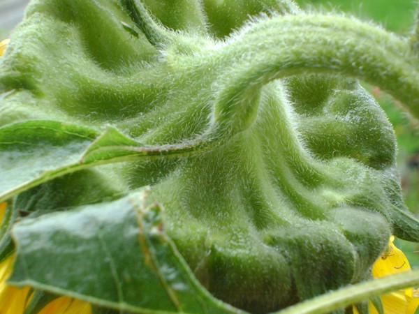 TOP OF SUNFLOWER