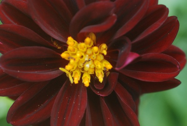 Burgundy Beauty