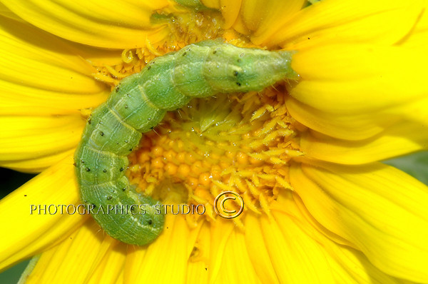 Sunflower guest