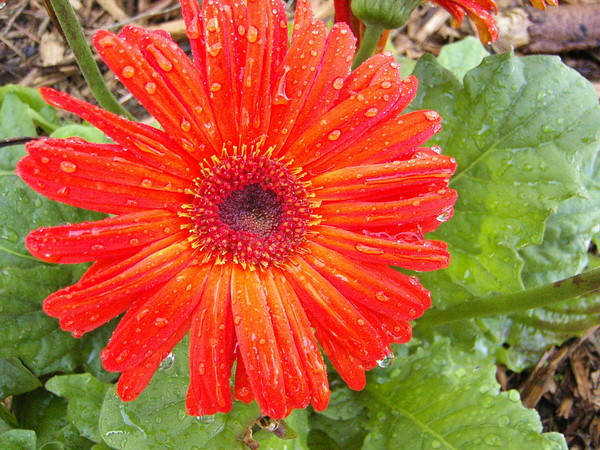 Bright O