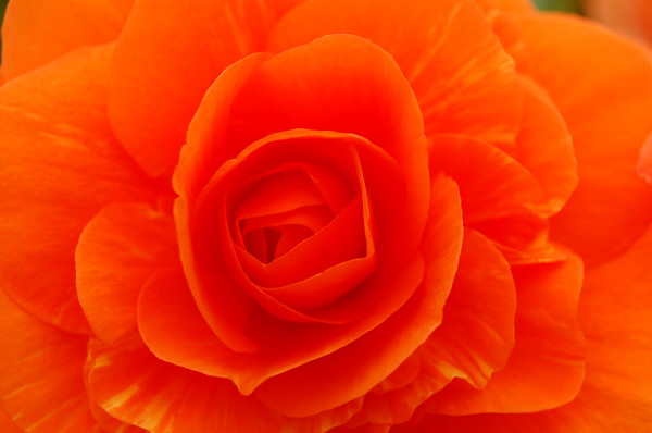 Orange Begonia