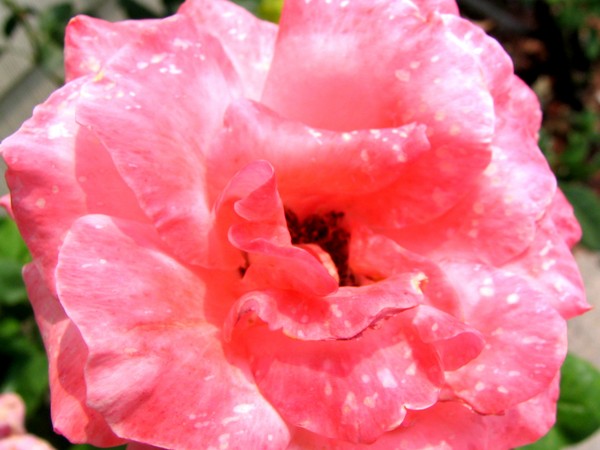 Pink Spotted Rose