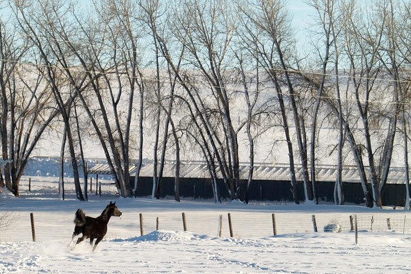 Running Horse