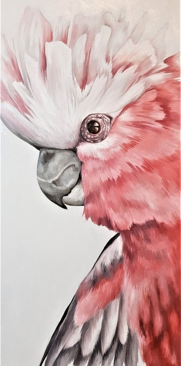 galah