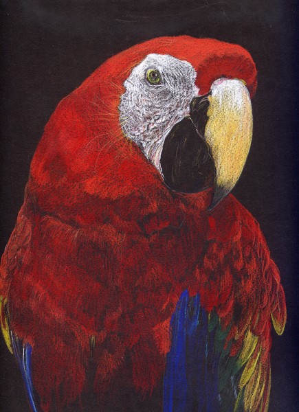 Red Macaw