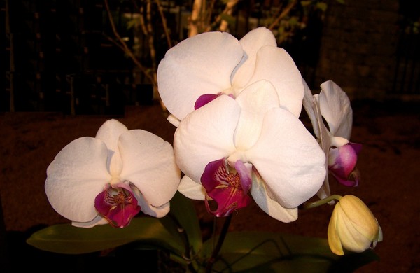 White Orchides