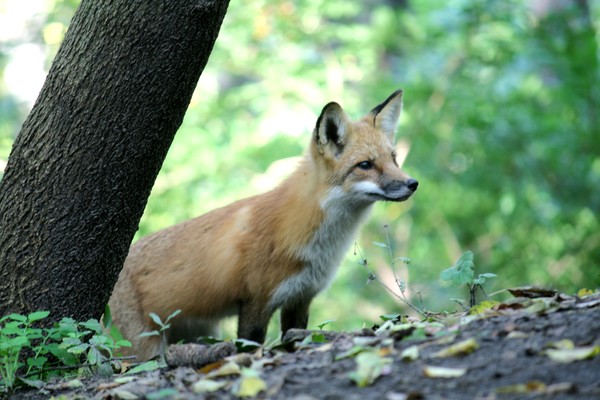 Fox hunting